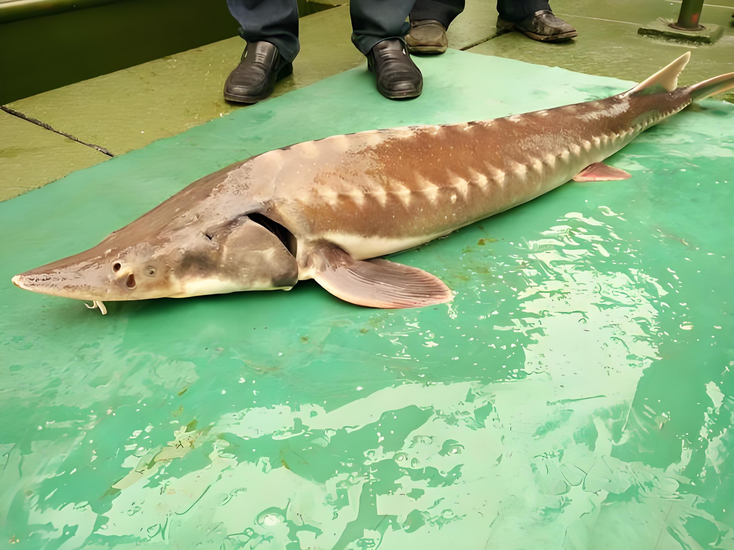 52gif.webp 52gif.webp